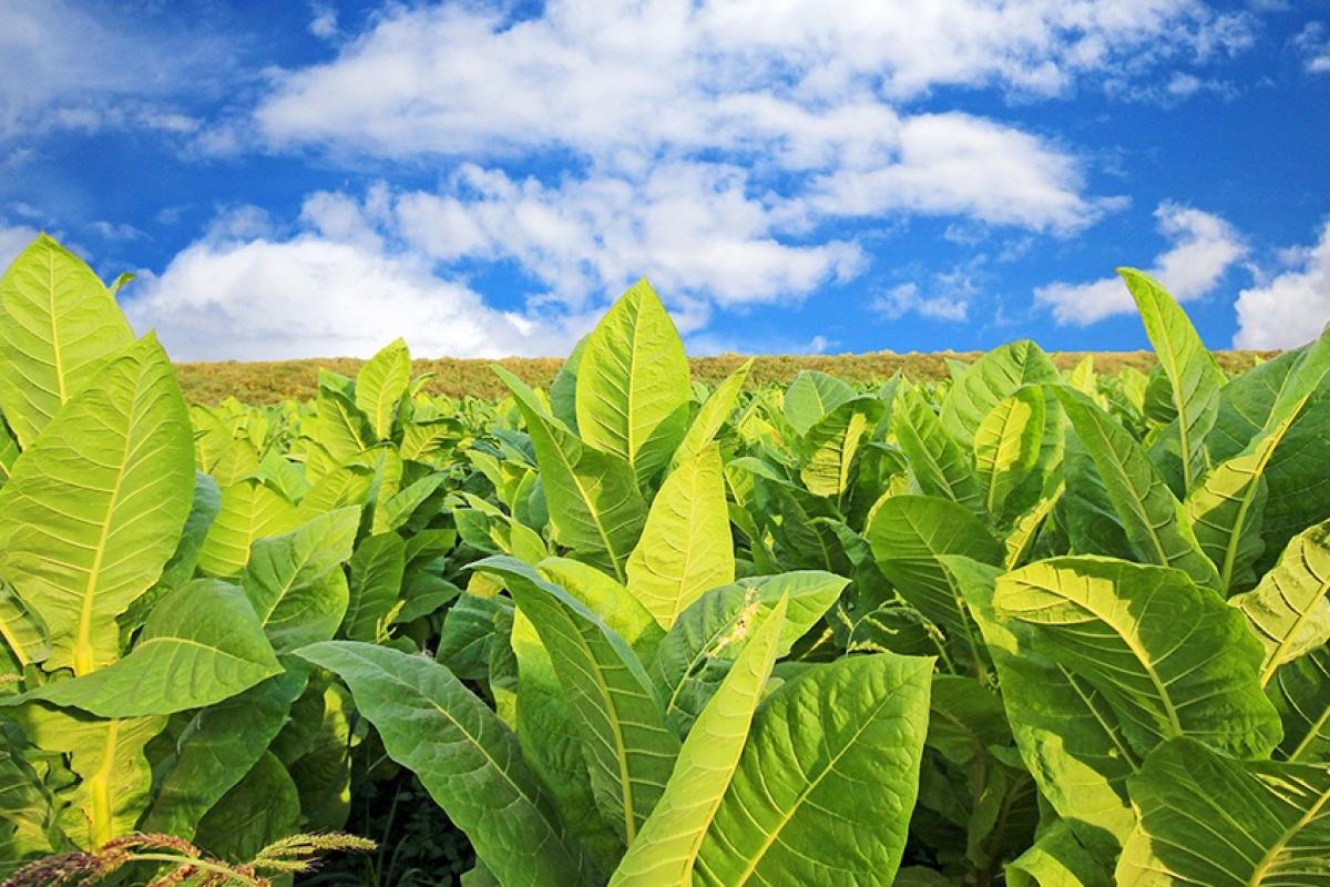 Acordaron en Misiones un nuevo precio de referencia para el tabaco con una suba de 300%