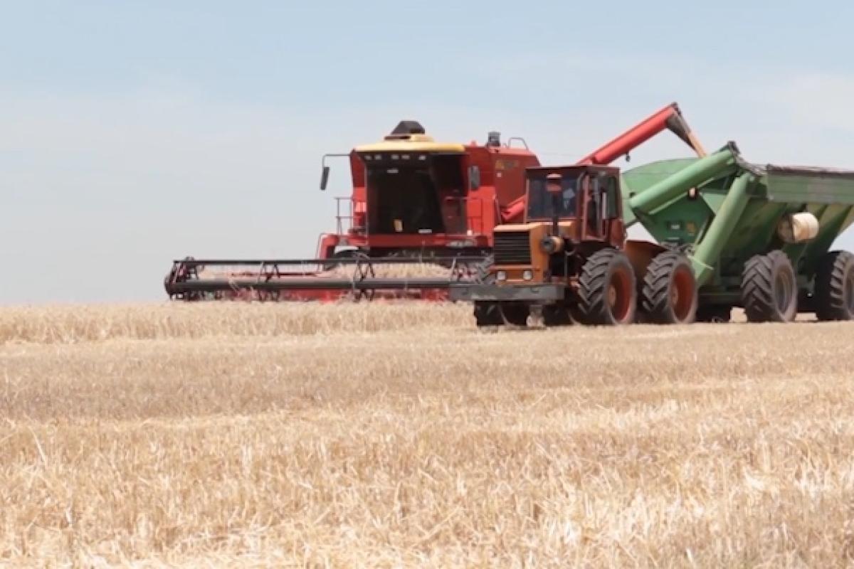 Argentina abrió un mercado clave para su trigo