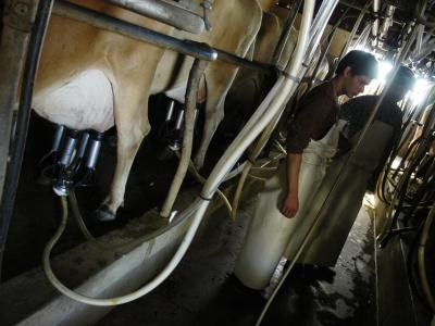 Sector lácteo argentino enfrenta caída histórica en la producción por recesión económica